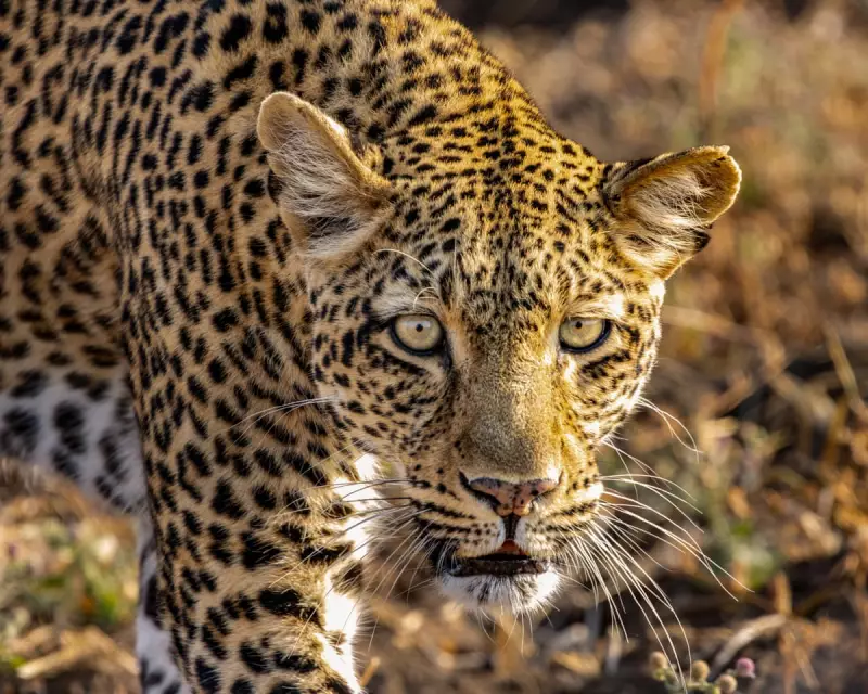 Kingdom Review: Attenborough's Wildlife Epic Like Game of Thrones