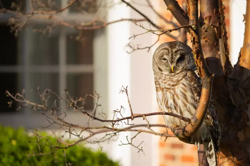 Labour's Planning Bill Pushes Wildlife to Brink, Warn RSPB and Wildlife Trusts