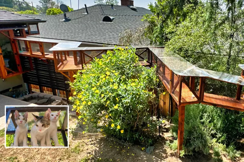 Luxury Cat Palaces: Pet Owners Spend $125,000 on Outdoor Catios