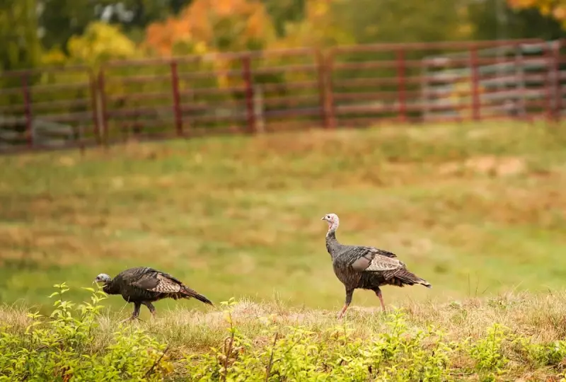 Maine's Wild Turkeys Contaminated with Forever Chemicals, Hunters Warned