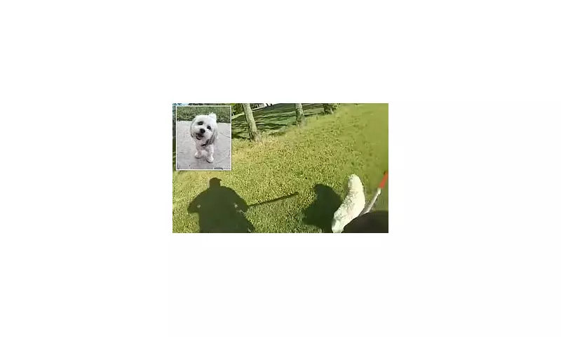 Missouri City Pays $500,000 After Police Officer Shoots Blind, Deaf Shih Tzu