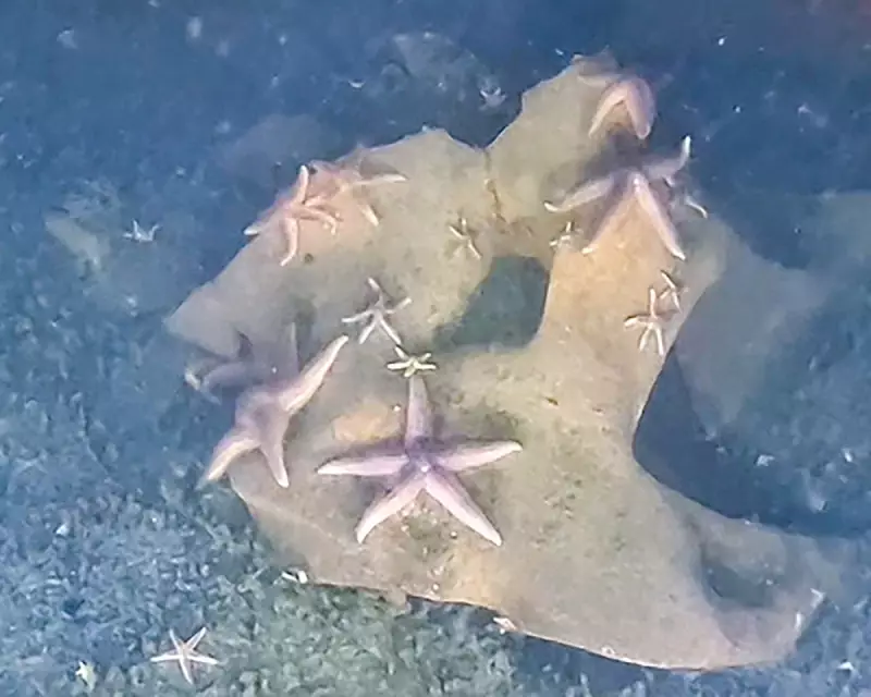 Nazi Munitions Become Thriving Marine Habitats in Baltic Sea