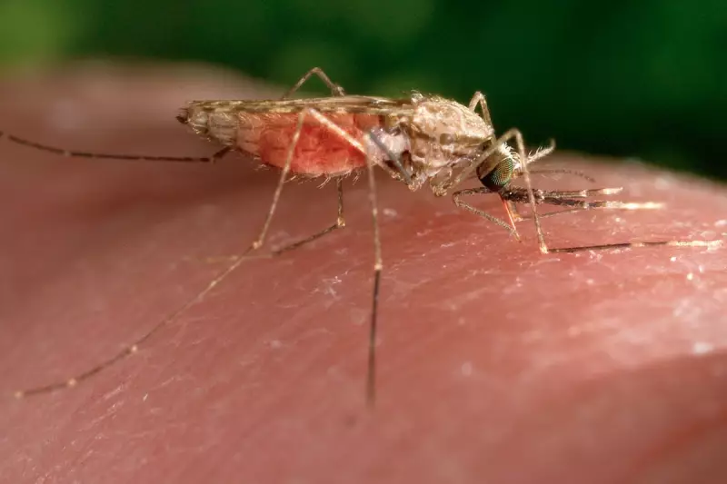 New Malaria Drug GanLum Achieves 97% Cure Rate in Trials