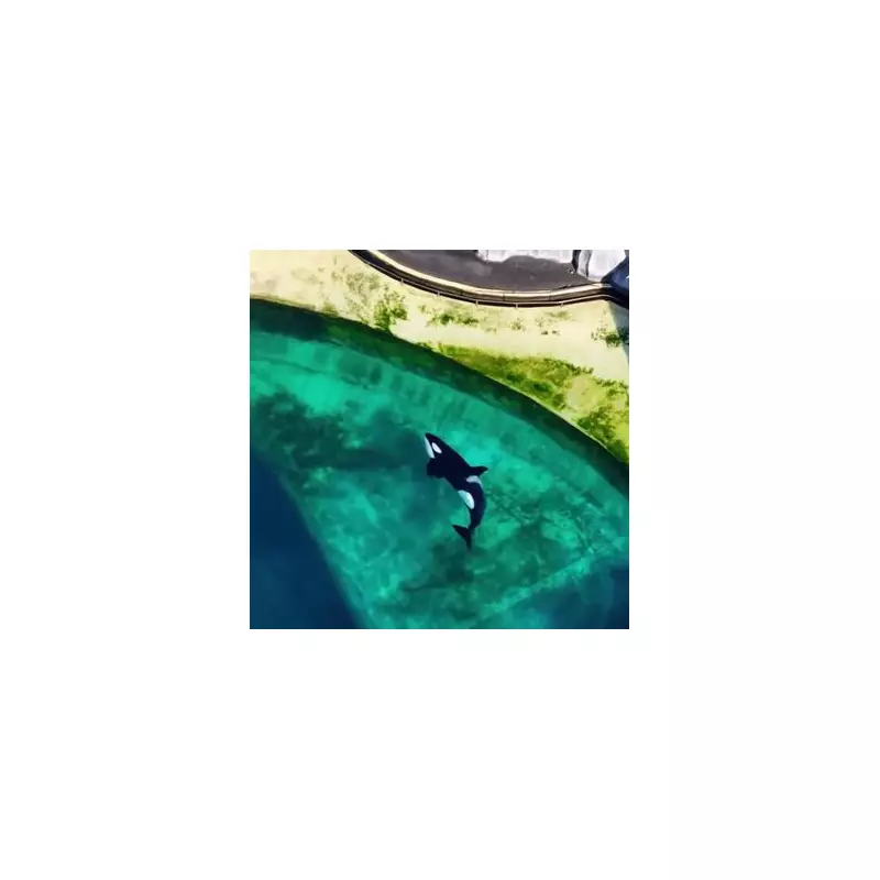 Orca Duo Feared Dead After Mysterious Abandonment in Icy Waters