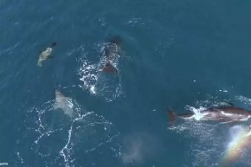 Orca Feeding Frenzy: Killer Whales Devour Great White Sharks in Marine Hunting Ground