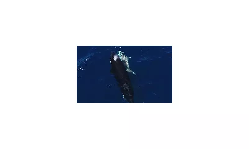 Orca Pod's Brutal Takedown: Stunning Drone Footage Reveals Great White Shark Hunt