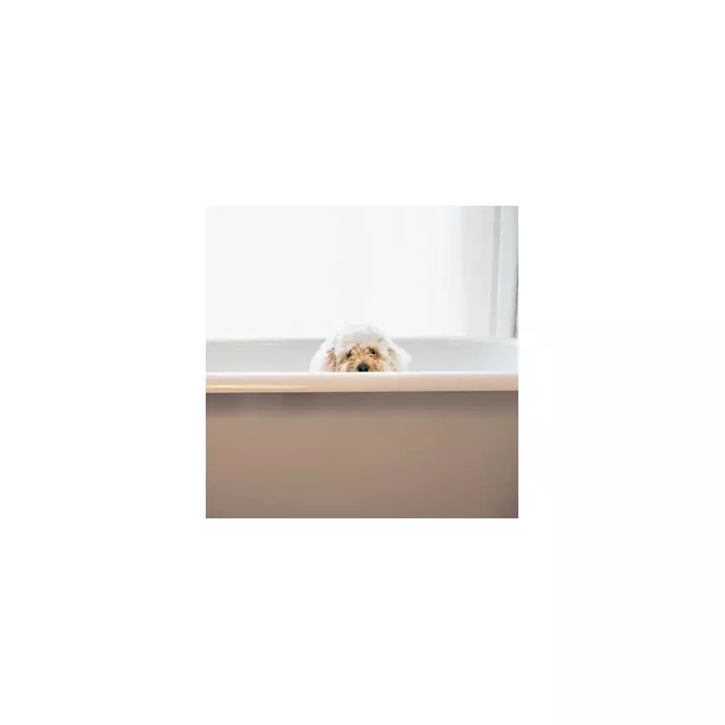 Paws and Relax: Premier Inn Launches Dog TV Channel for Four-Legged Guests