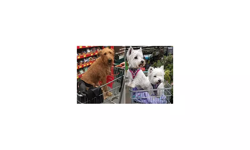 Paws for Thought: Bunnings Faces Growing Pressure to Ban Dogs From Stores Amid Safety Fears