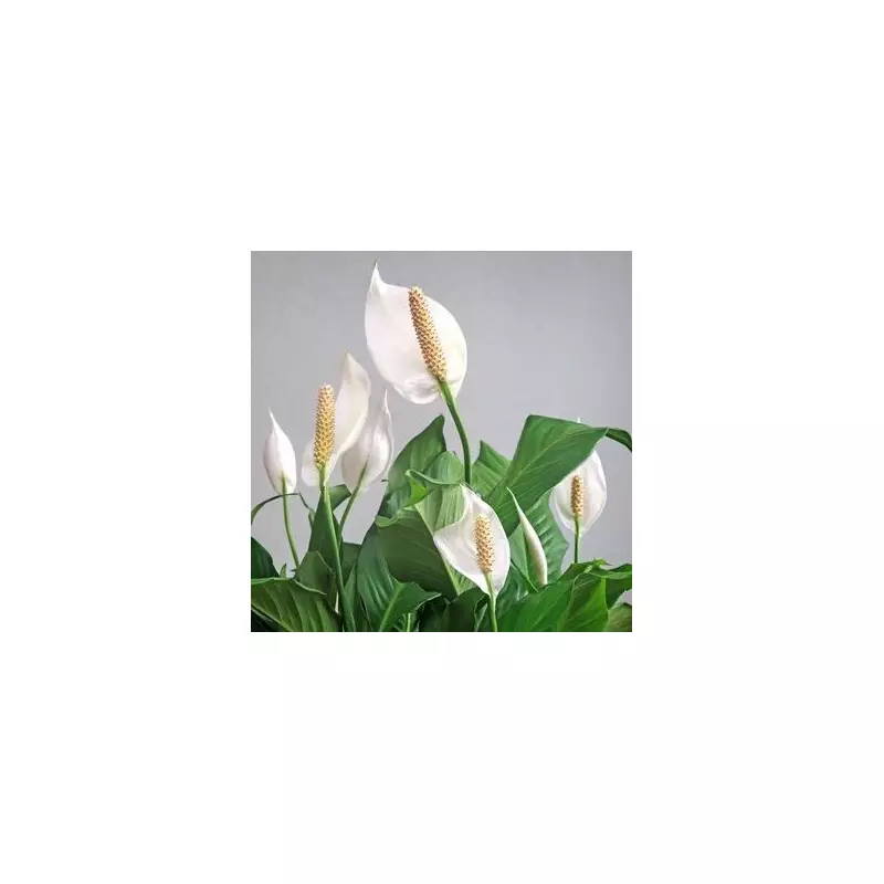 Peace Lily Blooms with 10 Flowers After 10 Years Using Banana Peel Trick