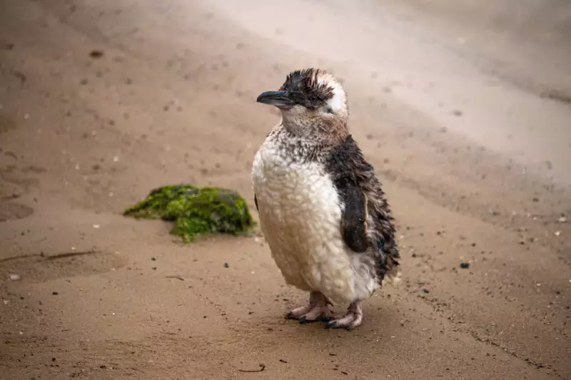 Penguins Return to St Kilda Pier: Free Tours Resume at Revamped Viewing Platform
