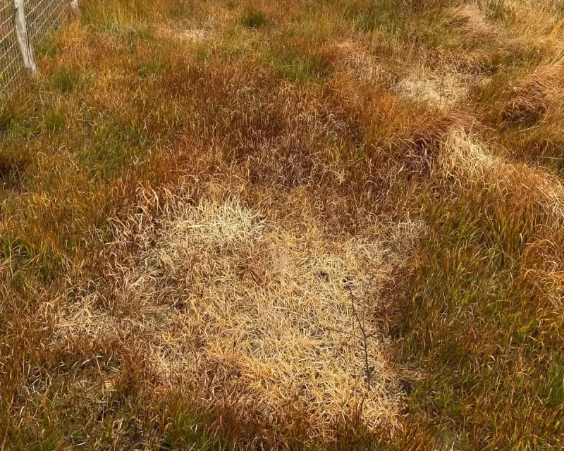 Prince William's Devon Estate Trees Poisoned in Eco-Vandalism Attack