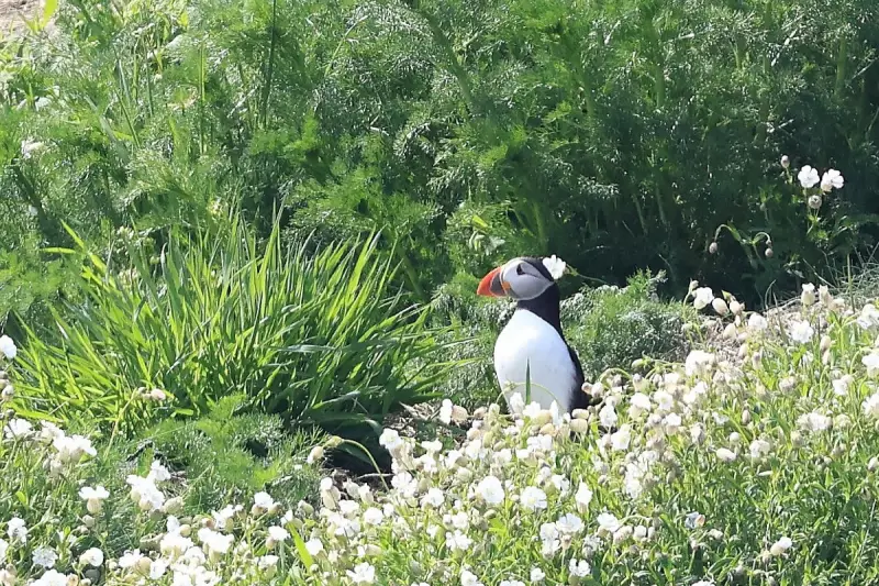 Puffins Breed on Isle of Muck for First Time in 25 Years