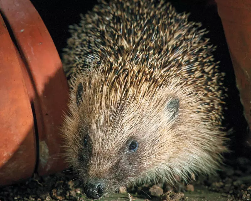 Reed Urges Labour MPs to Block Wildlife Protection in Planning Bill