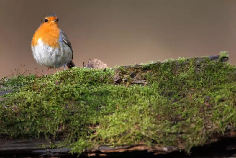 Robin's Intimate Autumn Song: A Magical Encounter at Winkworth Arboretum