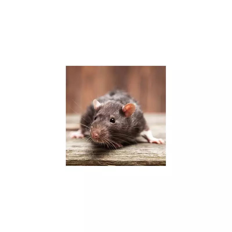 Roofing Expert's Winter Warning: Stop Pests Costing You Hundreds