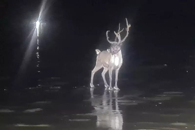 Royal Marines and Armed Police in Dramatic Reindeer Rescue on Formby Beach