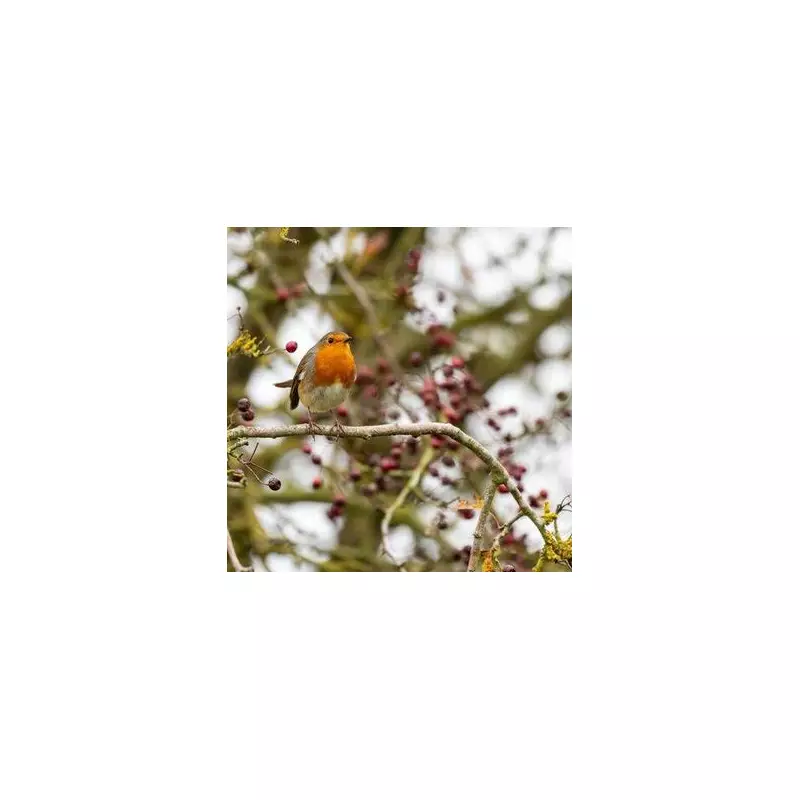 RSPB's Top Tip: Attract Robins to Your Garden This Winter