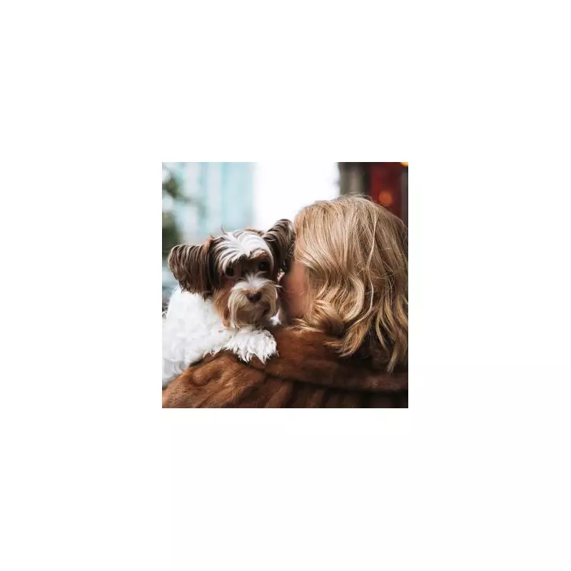 RSPCA Urges Dog Owners to Trim Paw Fur to Prevent Painful Winter Ice