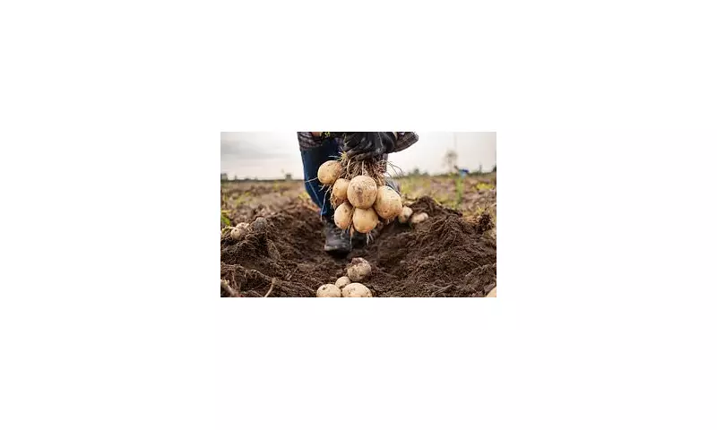 Scottish Scientists Turn Potato Waste into Skincare Gold for Cosmetics