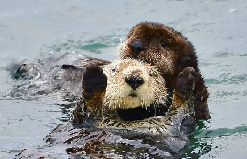 Sea Otter Pup 'Caterpillar' Reunited With Mother in Dramatic California Rescue