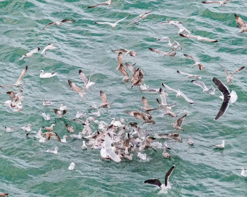 Seabird Feeding Frenzy at Tyrella Beach: A Dramatic Display of Nature