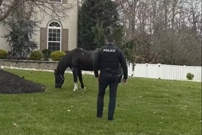 Seabiscuit the Horse Leads Police on Chase Through New Jersey Town