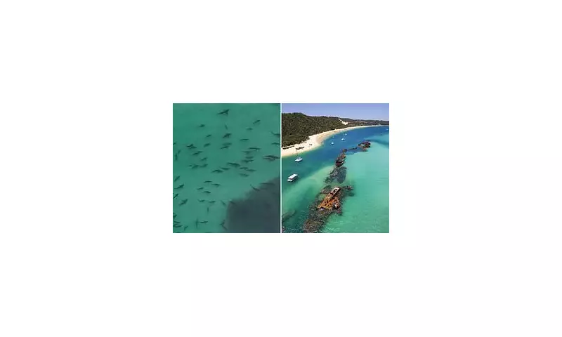 Shark Frenzy: Multiple Sightings Spark Safety Alert at Popular Moreton Island Beach
