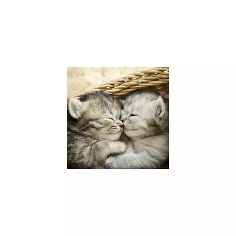 Sibling Cats Reunited by Fate After Family's Devastating Loss