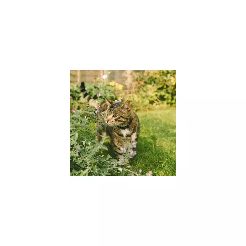 Stop Cats Pooing in Your Garden: Gardener's Simple Wire Trick