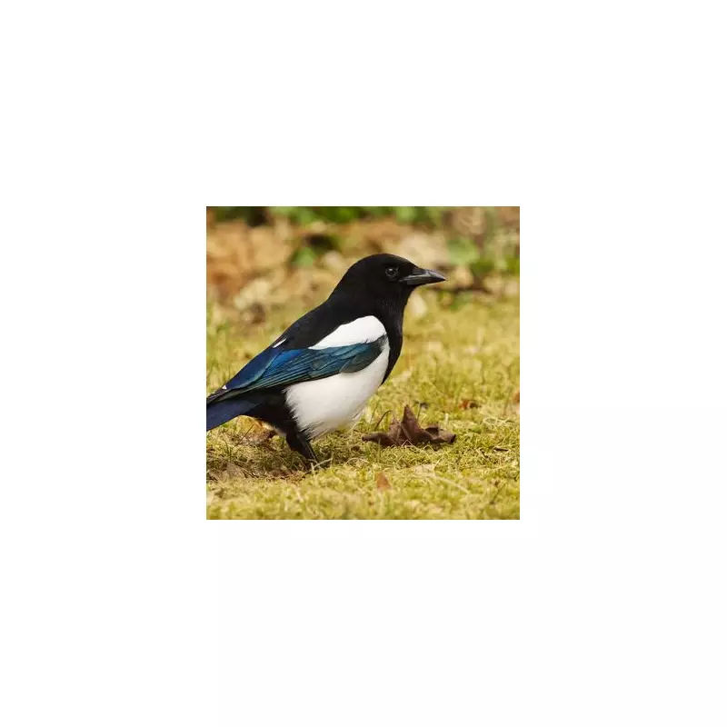 Stop Magpies Bullying Robins: Hang CDs to Protect Garden Birds