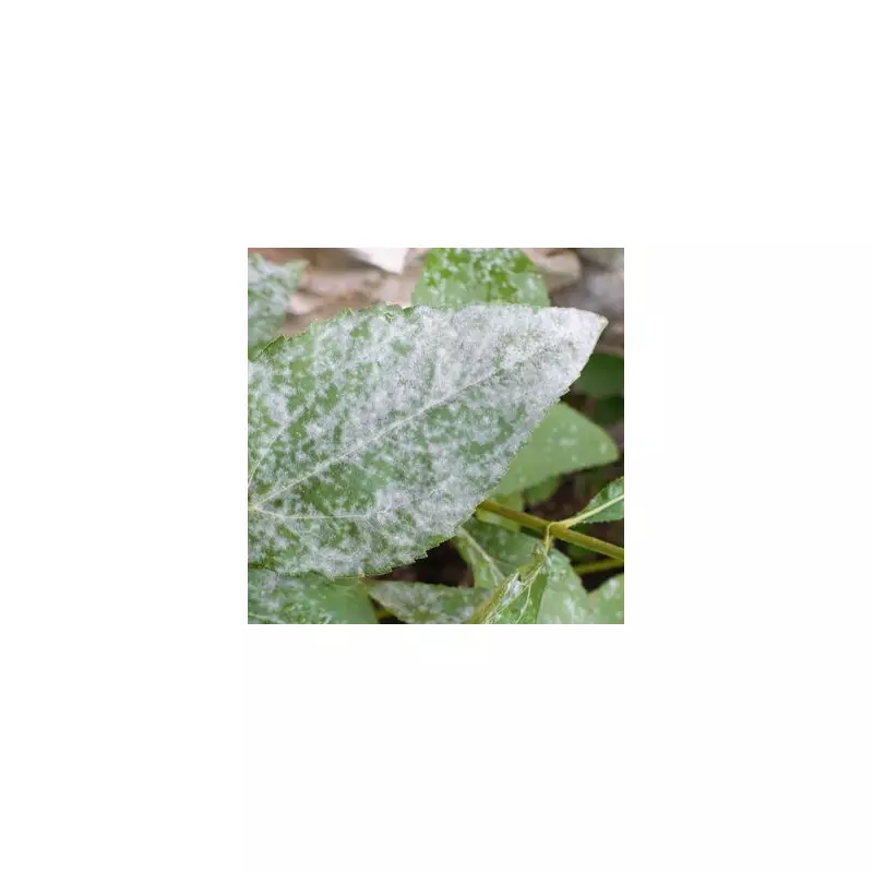 Stop Powdery Mildew with 1 Kitchen Item: Baking Soda Solution