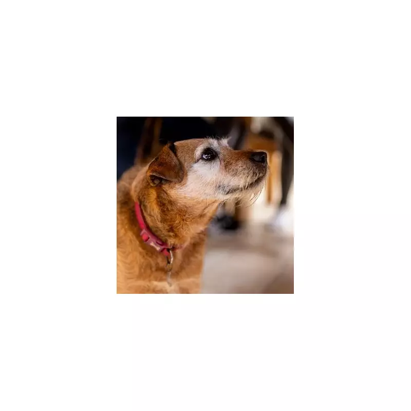 Stop Your Dog Begging: Expert Trainer Reveals Simple Dinner Table Solution