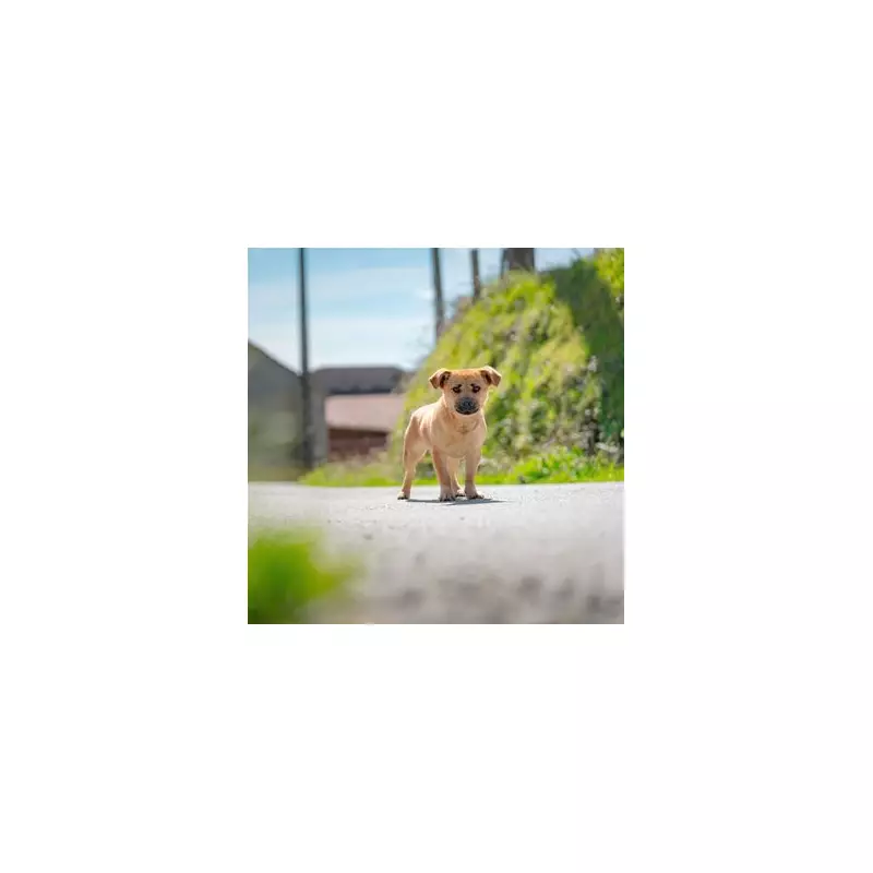 Street Dog's Miraculous Recovery After 22 Days Defies Vet Expectations