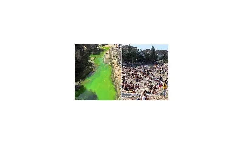 Sydney's North Coogee Beach stained green as council dismisses pollution fears