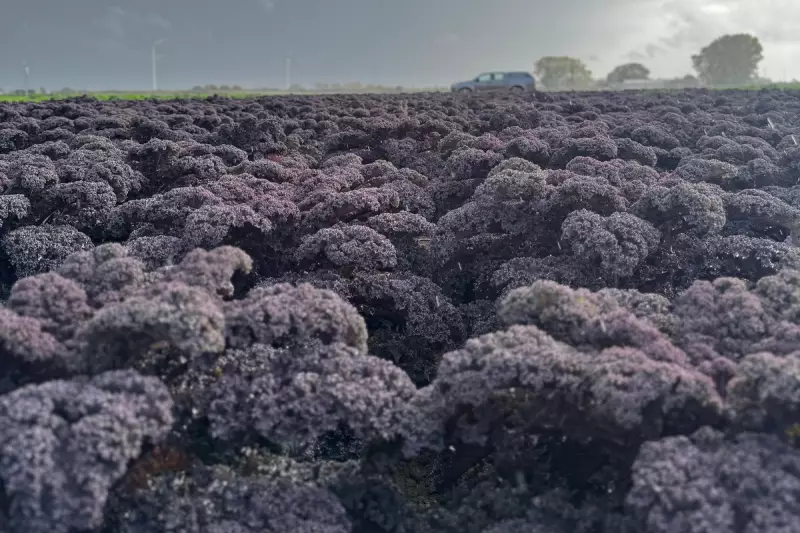 Tesco to Stock Red Kale as 'Eat the Rainbow' Trend Boosts Demand