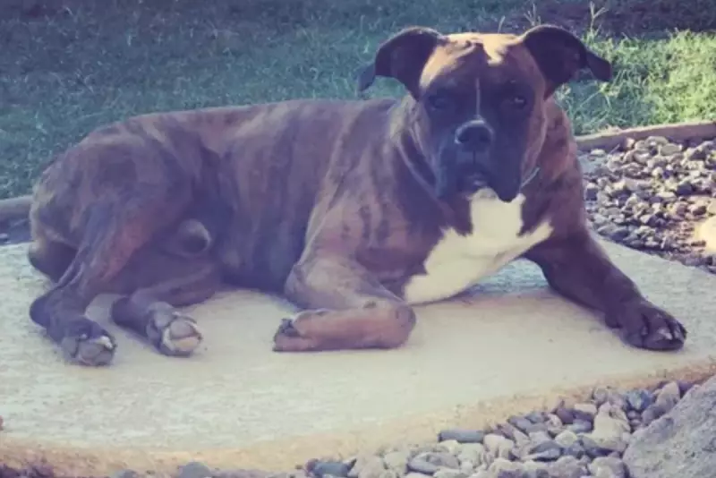 Thanksgiving Burglary: Widow's Dog Killed, Wedding Ring Stolen