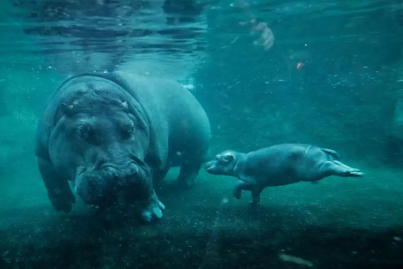 Through the Lens: APS Photojournalists Capture 2024's Most Powerful Global Moments