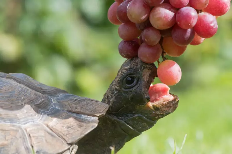 Tortoise Diet Warning: Lettuce Alone Causes Malnutrition