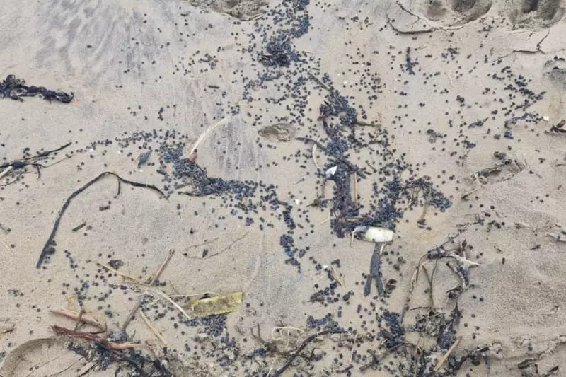 Toxic Plastic Pellets Threaten Dogs on Camber Sands Beach