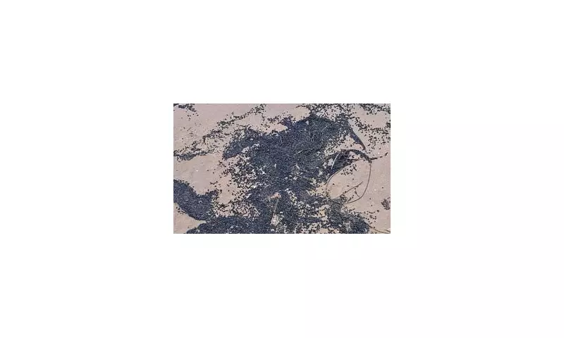 Toxic Plastic Pellets Wash Up on Camber Sands: Urgent Dog Warning