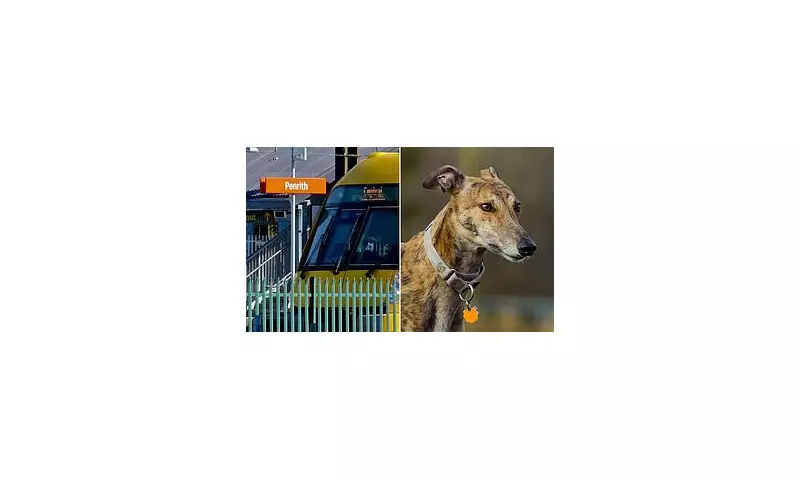 Two Greyhounds Die After Being Locked in Train Station Bike Locker