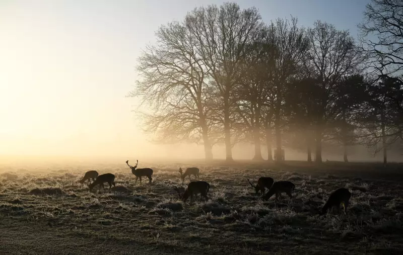 UK Braces for Arctic Blast as Temperatures Plummet to -7C
