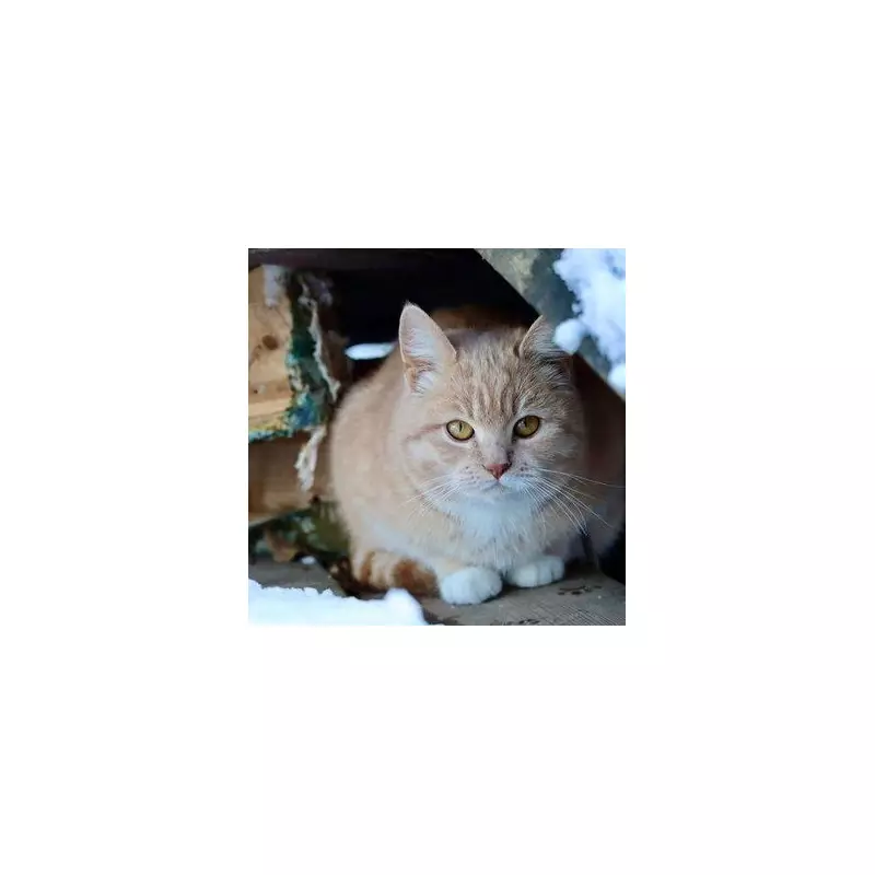 UK Cat Owners Alert: Deadly Antifreeze & Rock Salt Risks in Cold Snap