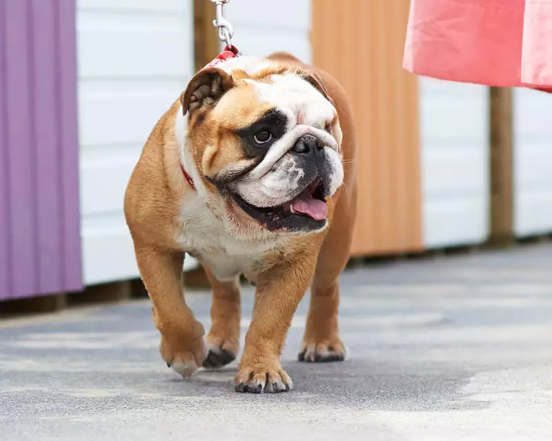 UK Launches Voluntary Health Test for Flat-Faced Dog Breeds