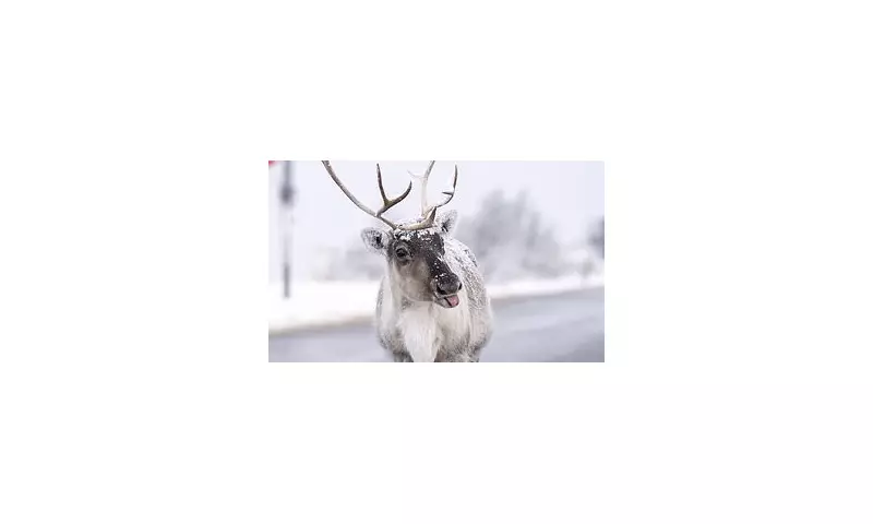 UK's Arctic Blast Captured in Heartwarming Animal Photos