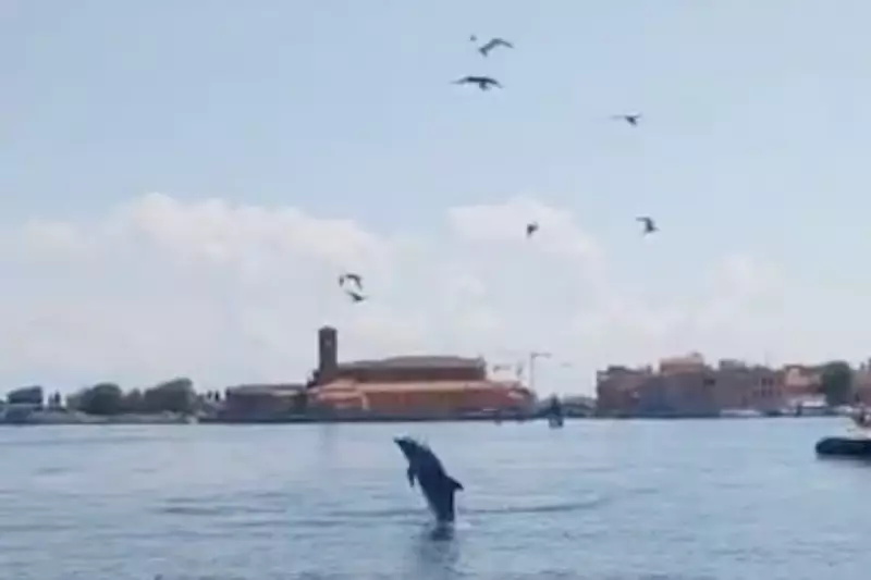 Venice's dolphin Mimmo faces tourist boat threat in busy lagoon