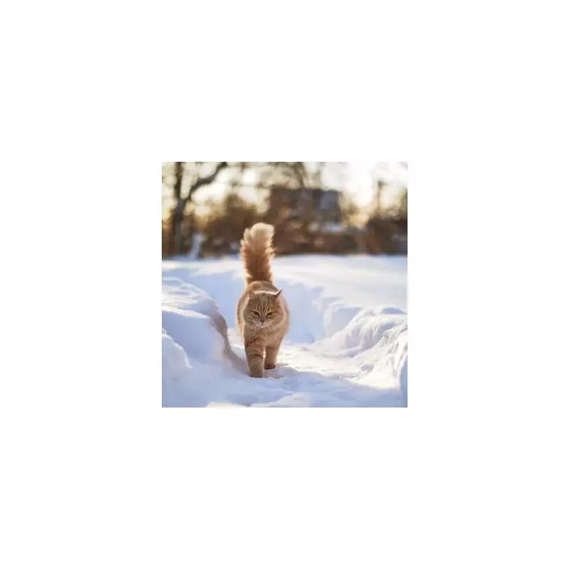 Vet Reveals Critical Temperature When Cats Must Stay Indoors