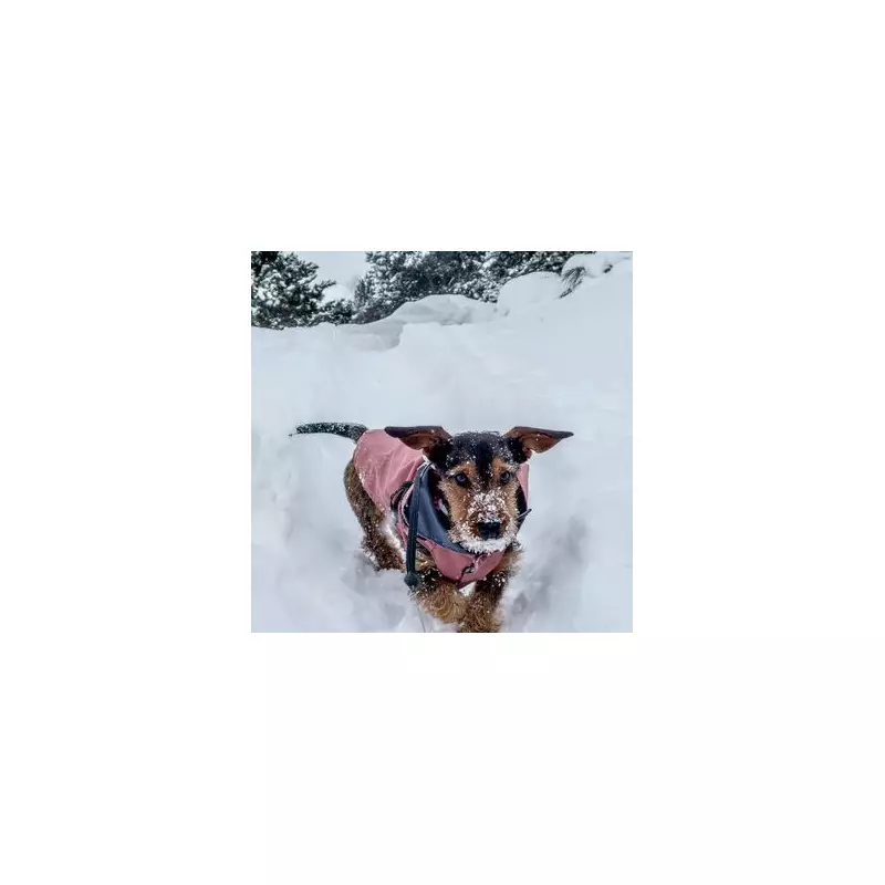 Vet's Urgent Warning: 7 'Serious' Cold Weather Symptoms in Pets