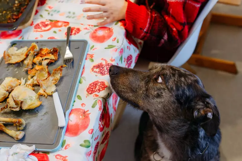 Vets Warn: Thanksgiving Feast Can Be Deadly for UK Pets