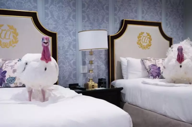 White House Turkeys Gobble & Waddle Get Luxury Hotel Stay